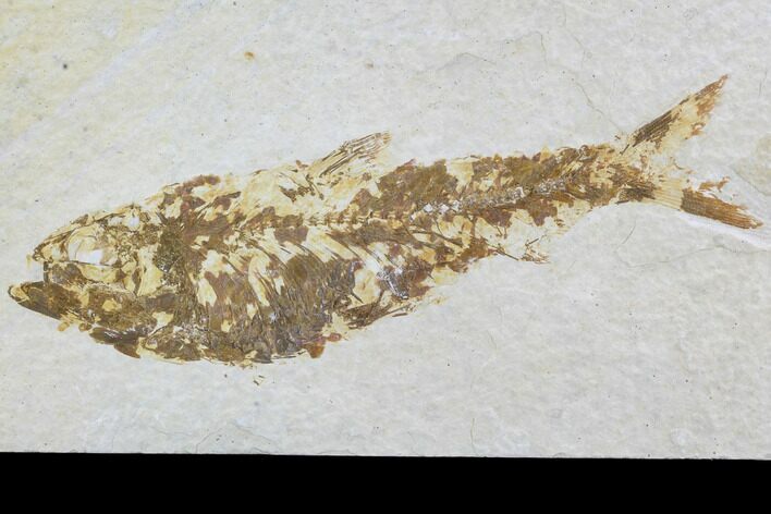 Bargain, Fossil Fish (Knightia) - Wyoming #88569